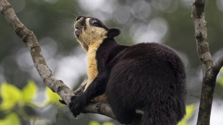 WildShots: Tigress With Her Four Cubs, Critically Endangered White-rumped Vulture, Sarus Cranes With Long Outstretched Necks