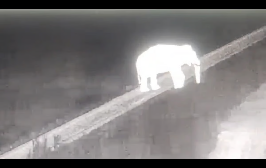 Ai thermal cameras installed at Coimbatore’s Mudukkai forest range railway tracks is helping prevent elephant-train collisions