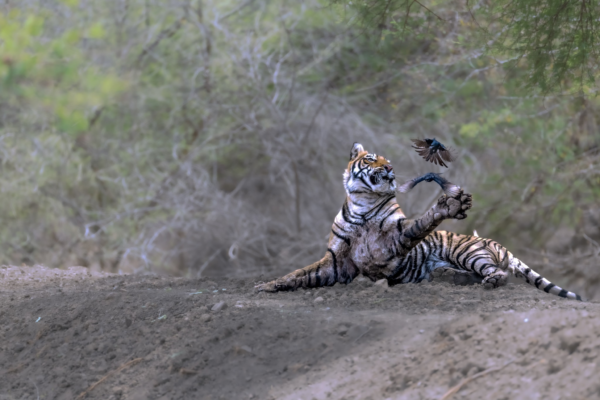 WildShots: A Drongo Playing With A Tiger, Egyptian Vultures in Conversation, A Playful Black Panther