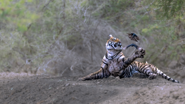 WildShots: A Drongo Playing With A Tiger, Egyptian Vultures in Conversation, A Playful Black Panther