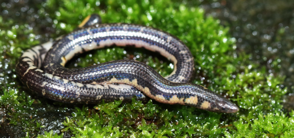 Rhinophis siruvaniensis, snake from Kerala