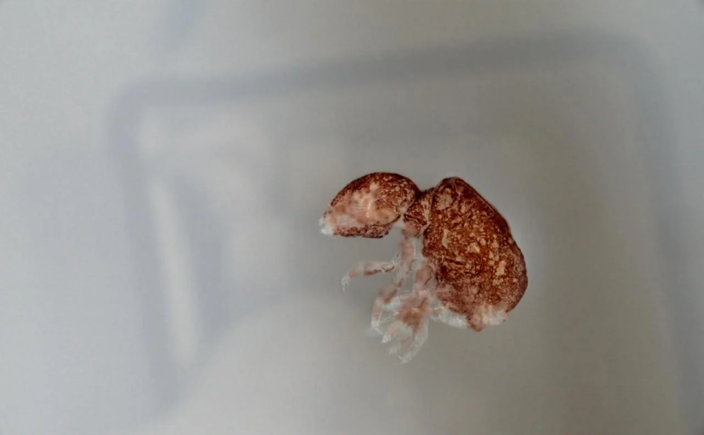 Neelus sikkimensis, collembolla from Sikkim