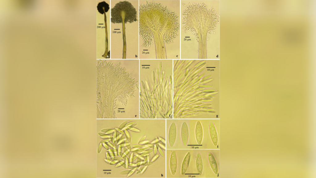 Parasynnemellisia khasiana, fungus from Meghalaya