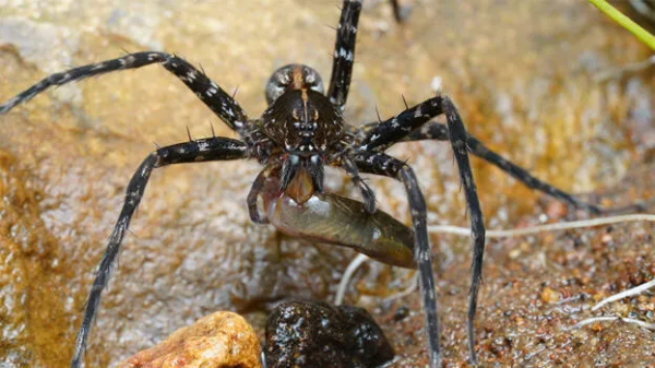 New Animals And Plants Species Discovered In India This December (2025 Update)