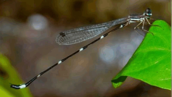 New Animal and Plant Species Discovered in India this November (2025 Update)