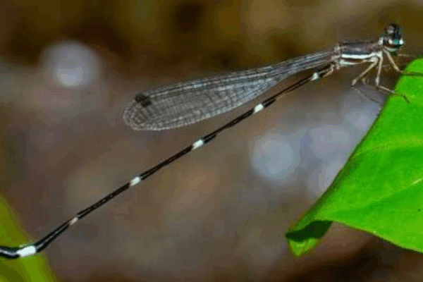 New Animal and Plant Species Discovered in India this November (2025 Update)