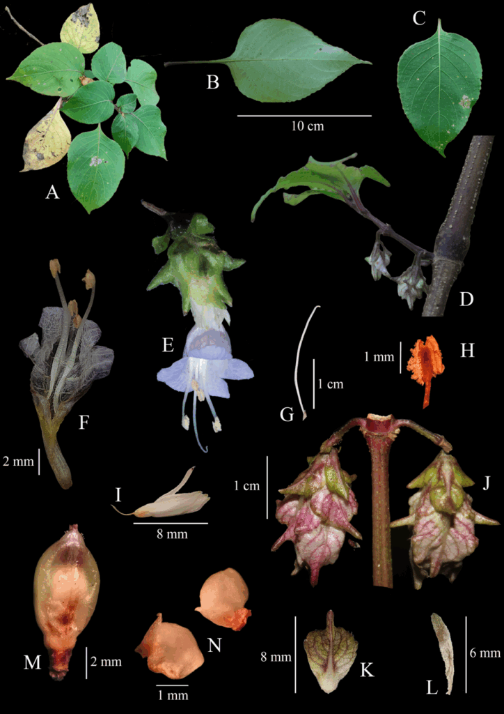 Strobilanthes sharavathiensis 