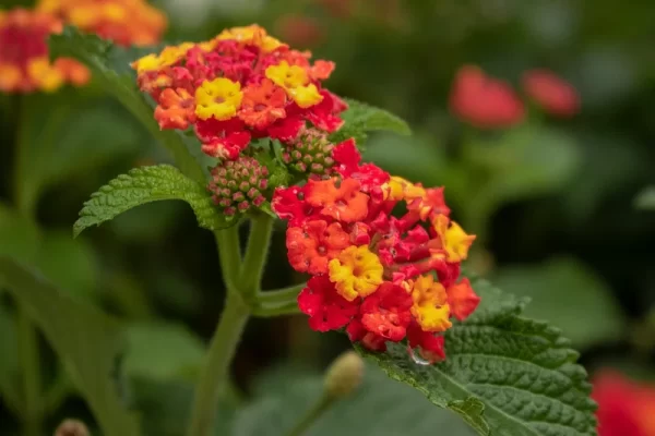 Invasion of Invasive Plants: 11 Species Threatening India’s Forests and Farms