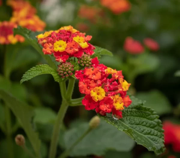 Invasion of Invasive Plants: 11 Species Threatening India’s Forests and Farms