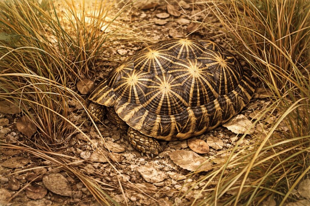 Radiating rays pattern on the shell of the Indian Star Tortoise that helps it stay invisible in the wild. 