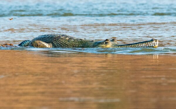 Good news: Over 3000 Gharials Recorded in the Ganga Basin, National Survey Finds