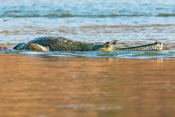 Good news: Over 3000 Gharials Recorded in the Ganga Basin, National Survey Finds