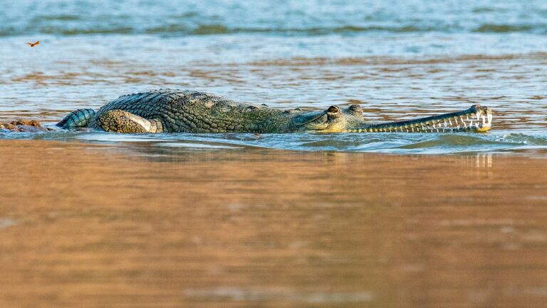 gharials population in India
