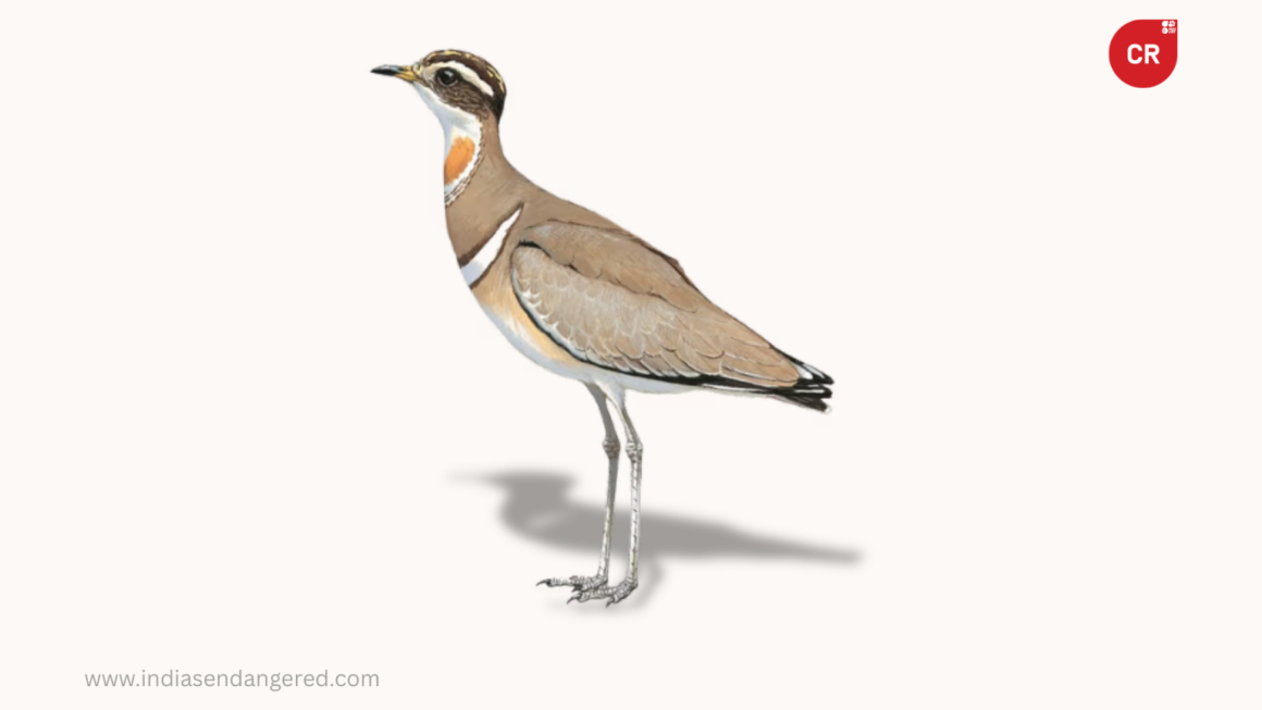 Jerdon’s Courser: India’s Critically Endangered Ghost Bird of the ...