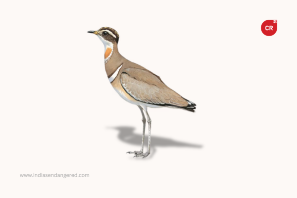 Jerdon’s Courser: India’s Critically Endangered Ghost Bird of the Scrublands