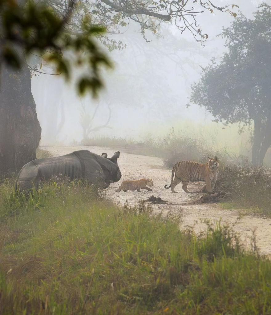 Wildlife photography by Raju Shil of a Rhino, tiger and tiger cub 