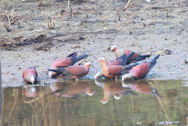 WildShots: Greater Adjutant Stork and Another Scavenger?, Rhino with Tiger Family, Rare Pale-capped Pigeons