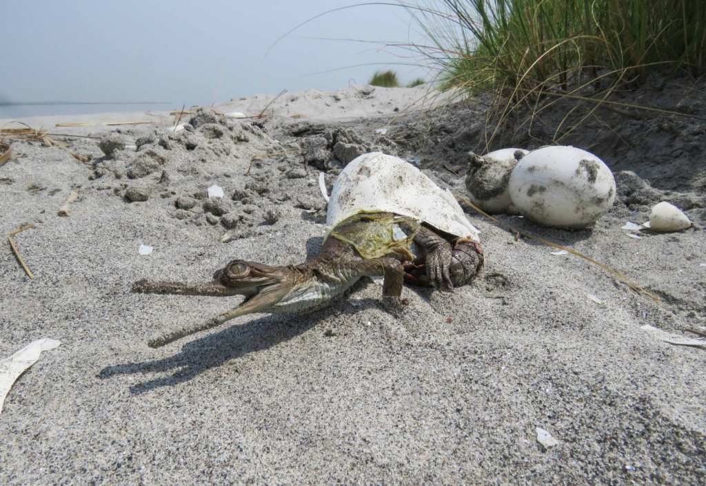 Gandak Gharial Recovery Project by Wildlife Trust of India. 