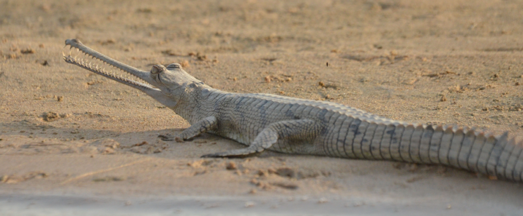 The Chambal river acts as the primary stronghold for gharials in India, with the National Chambal Sanctuary, being the most secure and significant breeding habitat.