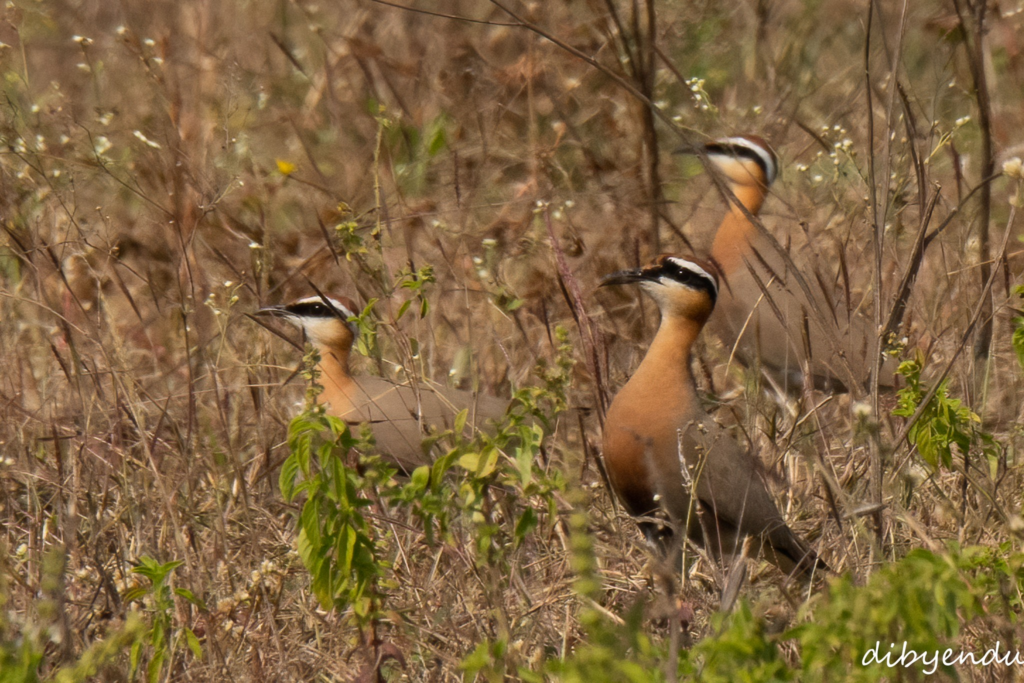 Indian Courser, Nagpur  