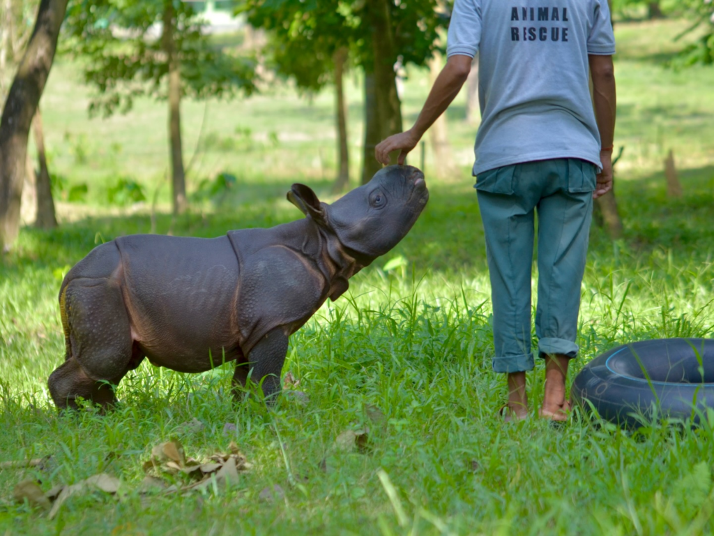 rescued rhino calf. wildlife photography 