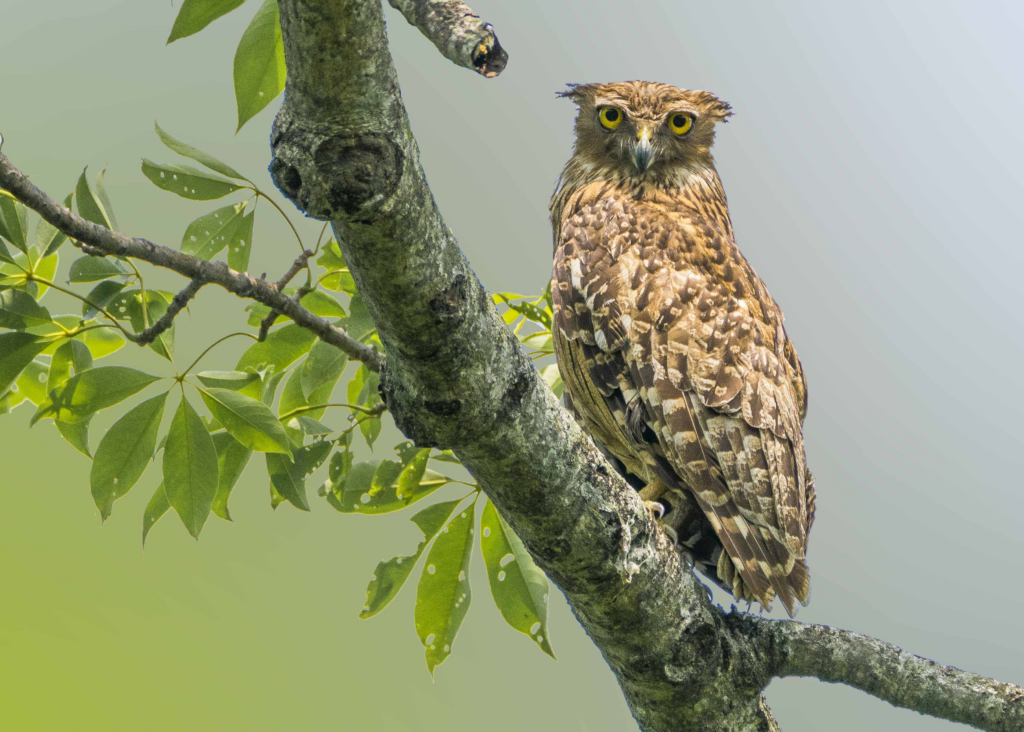 Brown Fish Owl has adapted to position itself right where it can catch a purple frog when it comes above the soil during breeding season 