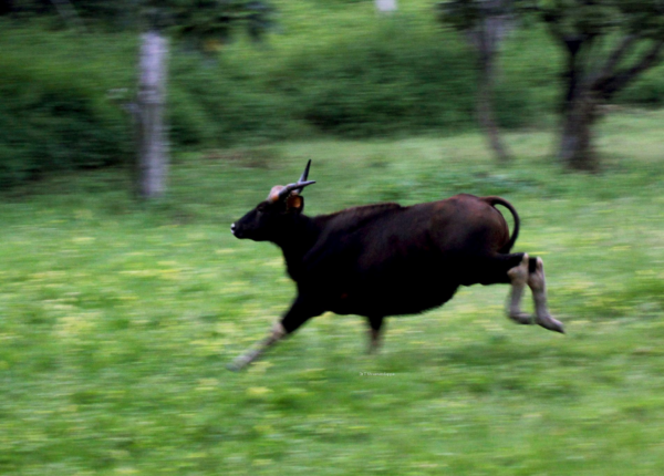 WildShots: Strawberry Coloured ‘Sandalwood Leopard’, Young Gaur In Motion, A Baby Hoolock Gibbon Clinging to Its Mother