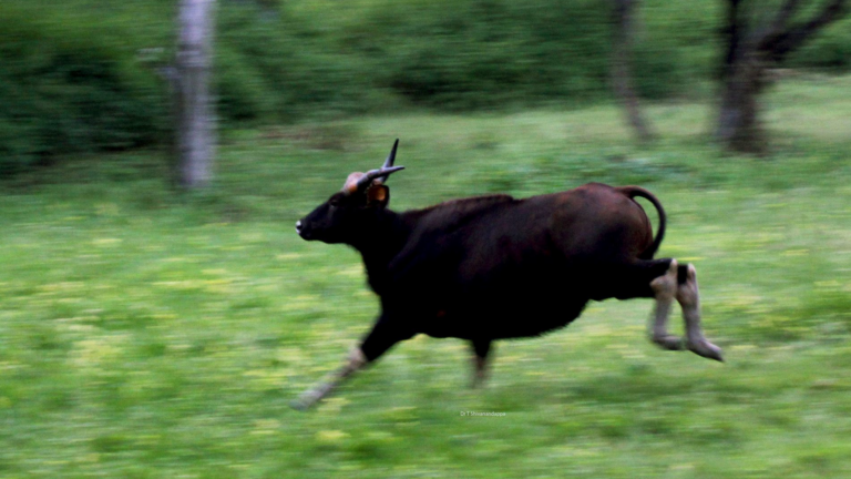 WildShots: Strawberry Coloured ‘Sandalwood Leopard’, Young Gaur In Motion, A Baby Hoolock Gibbon Clinging to Its Mother