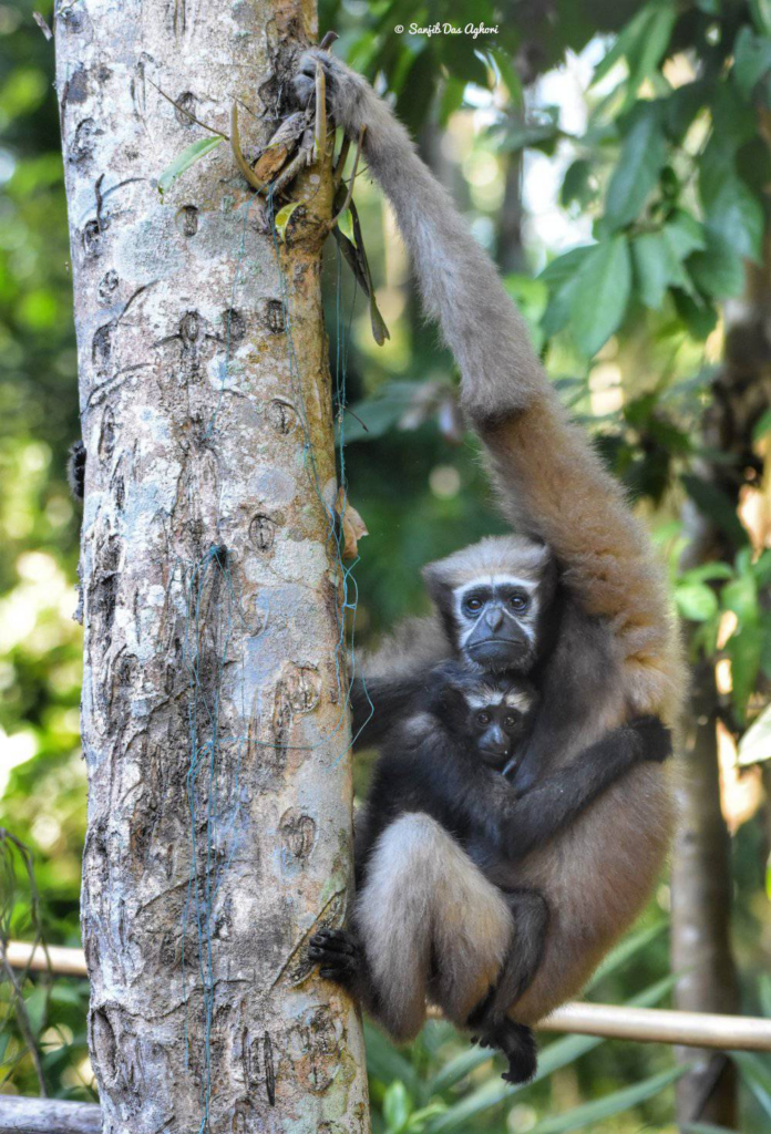 Hoolock Gibbon, Assam 