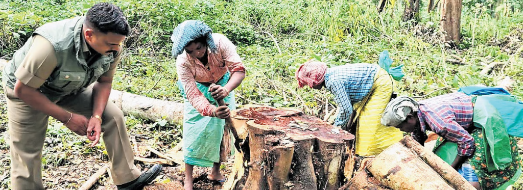 Senna spectabillis invasive plants removal in Tamil Nadu forests