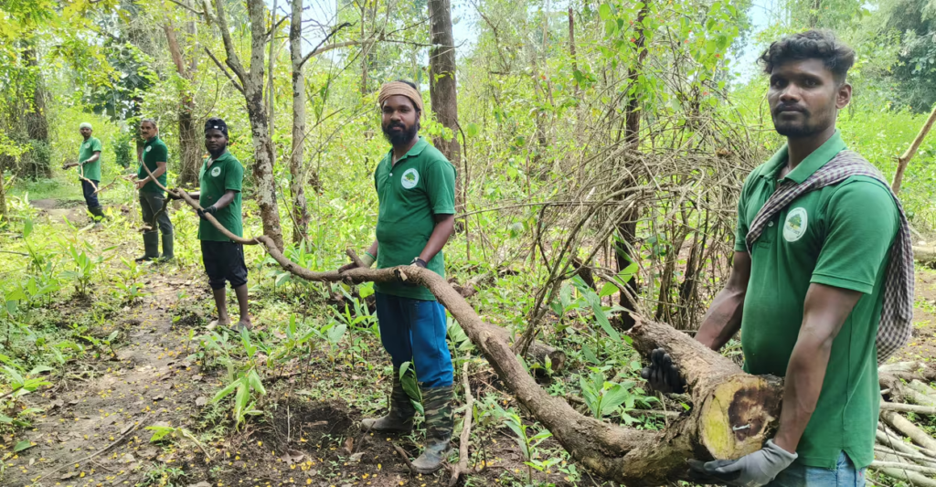 Senna spectabilis invasive plant species removal in Kerala