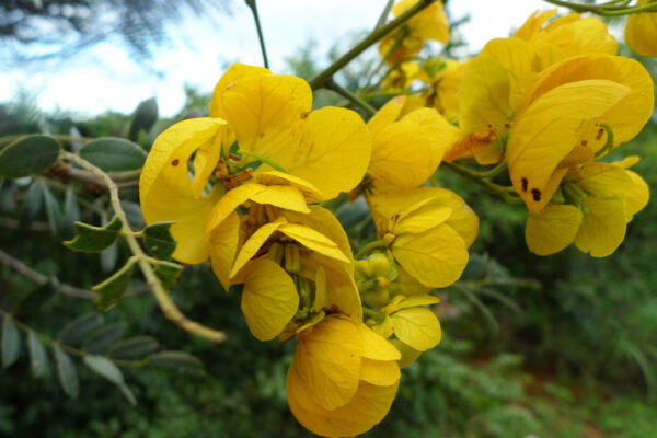 Invasive Plants: Tamil Nadu’s 2026 Forest Reclamation Drive