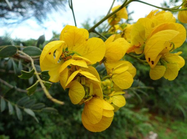 Invasive Plants: Tamil Nadu’s 2026 Forest Reclamation Drive