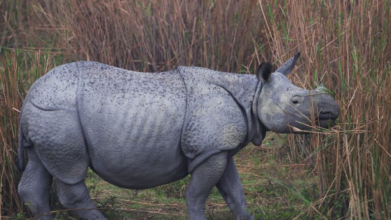 Indian rhino