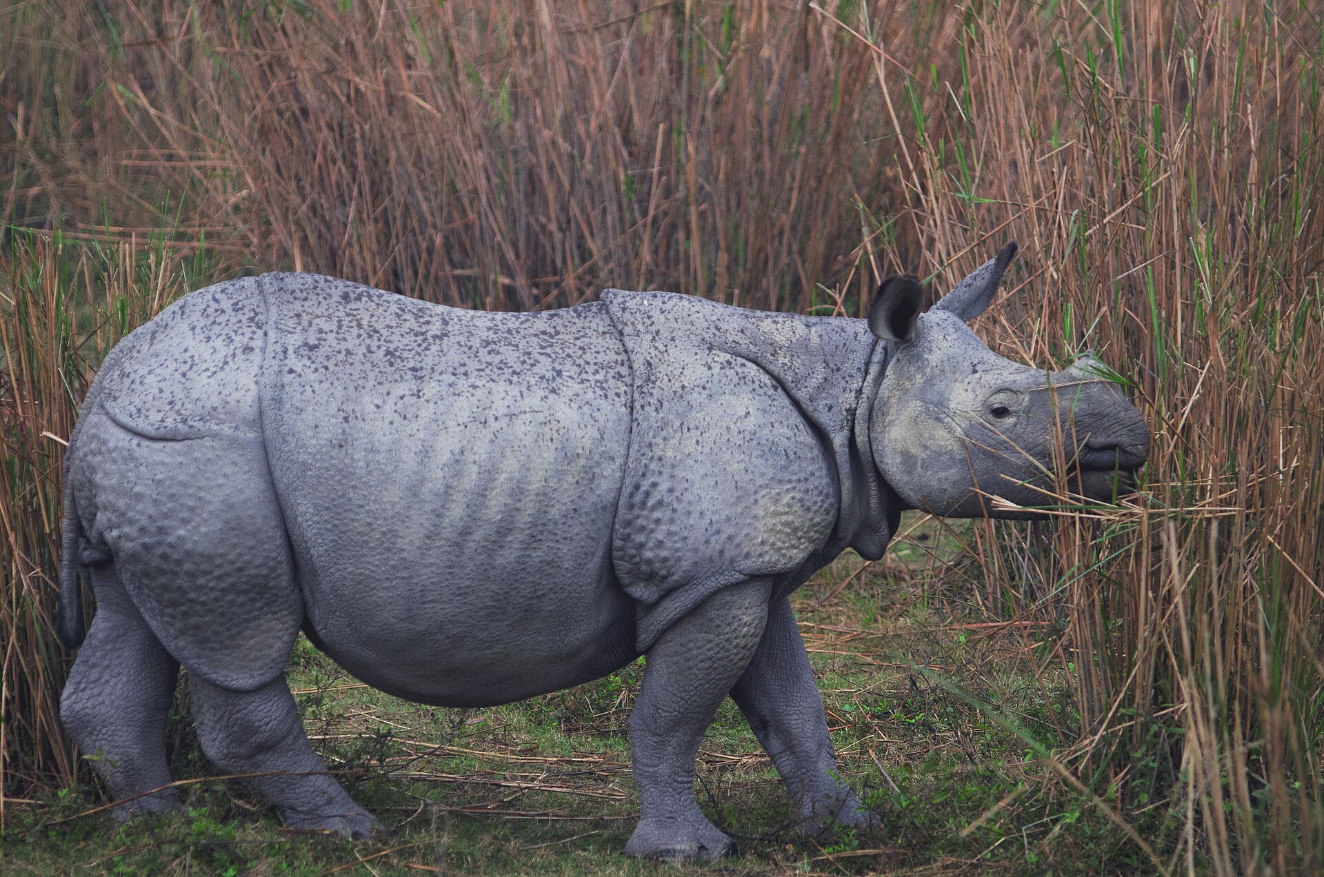 Indian rhino