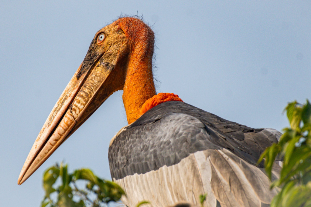 Greater Adjutant Stork Bihar 