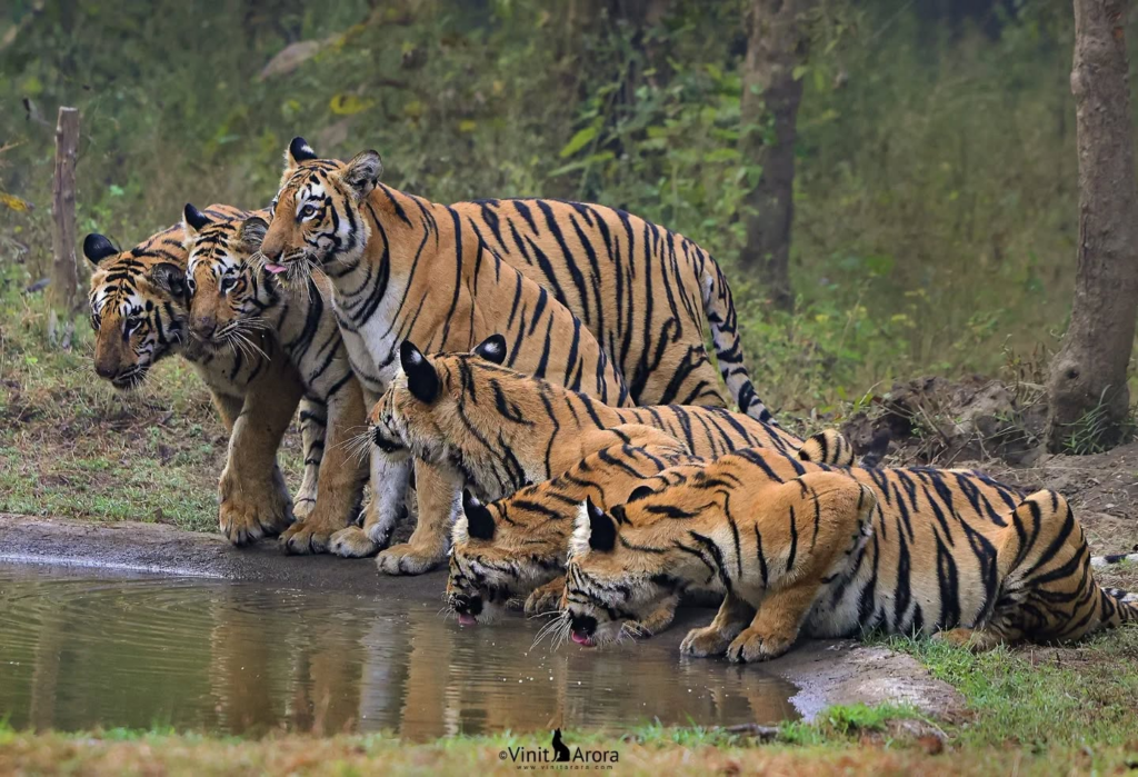 Six tigers water hole maharasthra 
