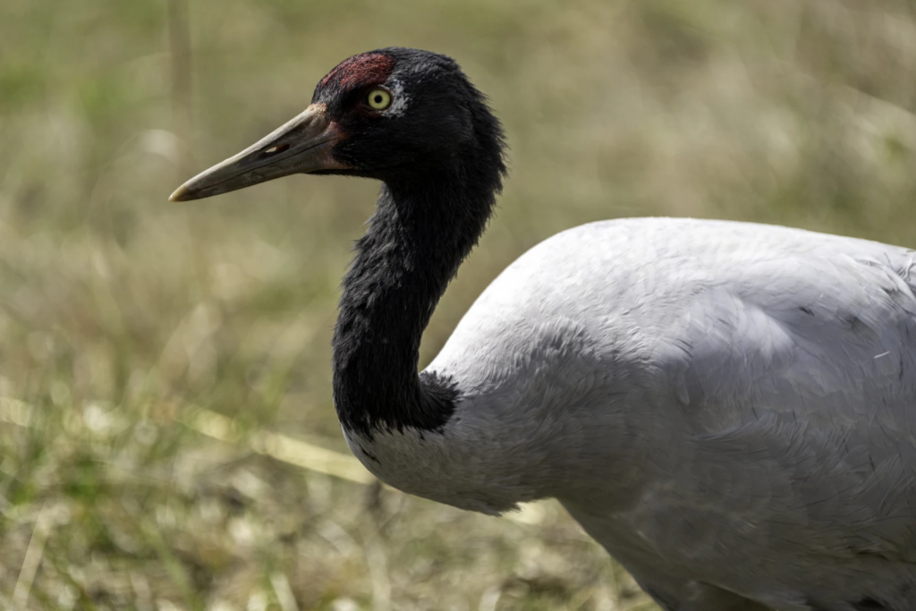 Black-necked crane