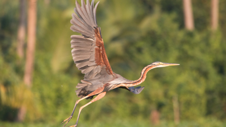 Purple heron wetland ramsar site