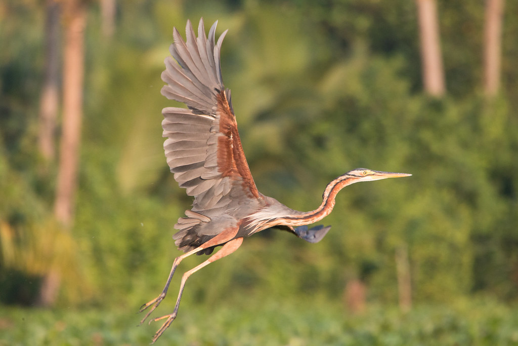 Purple heron wetland ramsar site