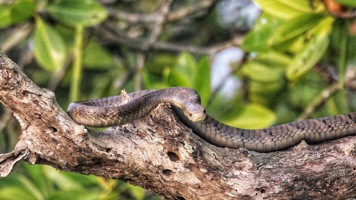 King Cobra Sundarbans