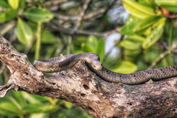 WildShots: Six Tigers at once, King Cobra in Sundarbans, Rufous-necked Hornbill