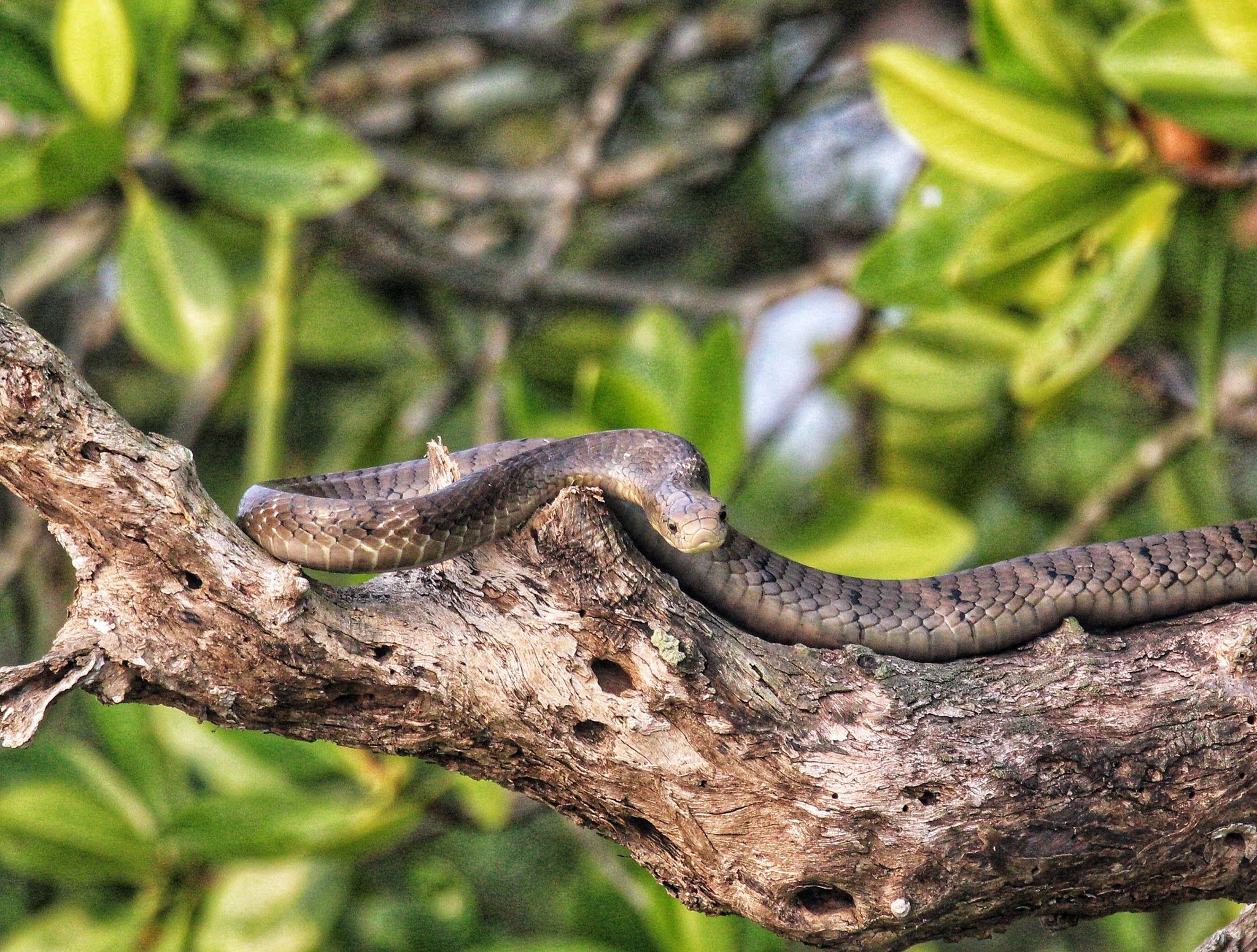 King Cobra Sundarbans