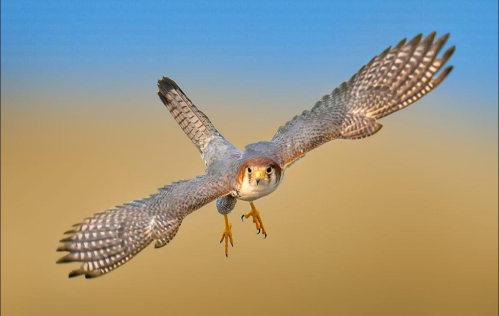 red-necked falcon, Ahmedabad Gujarat 