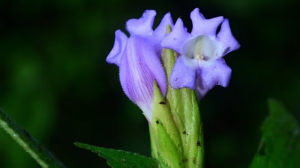 New Species of Animals and Plant Discovered in India This January (2026 Update)