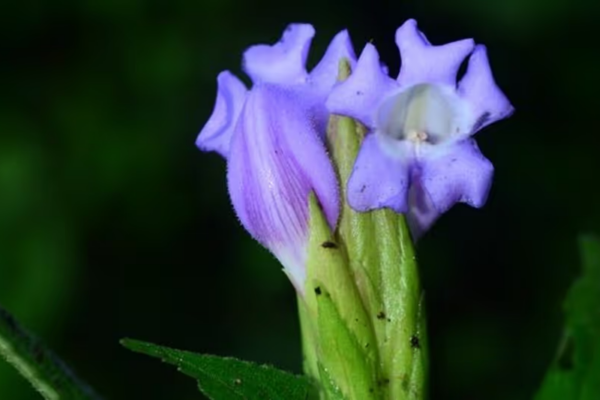 New Species of Animals and Plant Discovered in India This January (2026 Update)