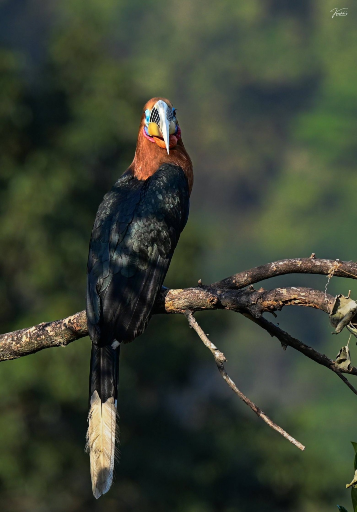 Rufous-necked hornbill