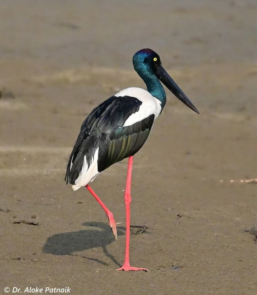 Black necked stork 
