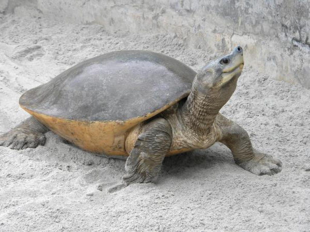 Northern river Terrapin Batagur baska