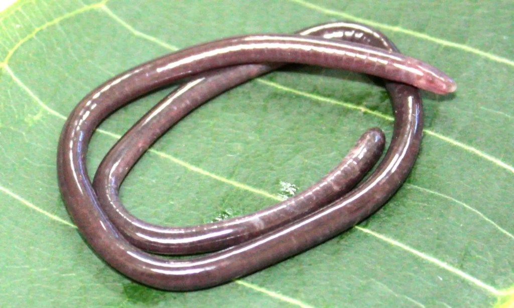 Gegeneophis valmiki